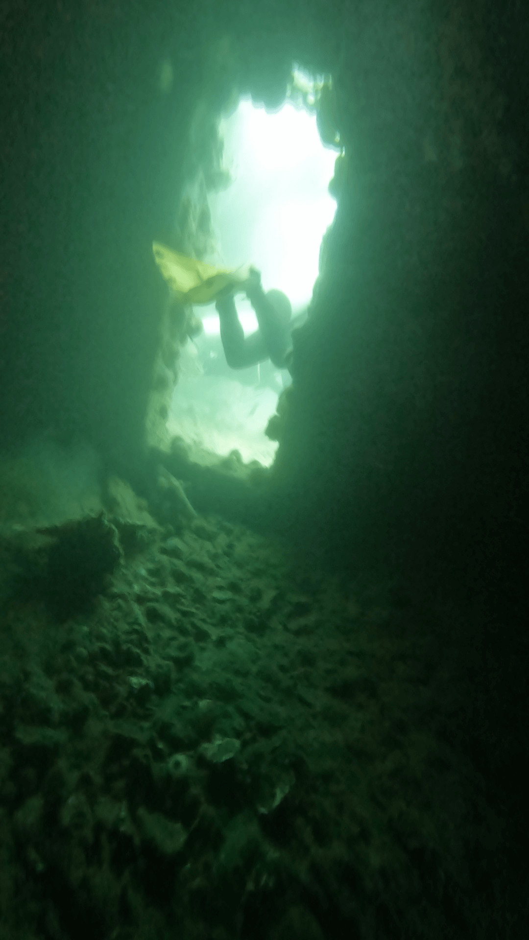 Marine Life at Olympia Maru Wreck